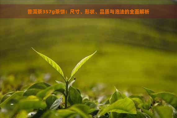 普洱茶357g茶饼：尺寸、形状、品质与泡法的全面解析