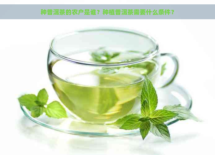 种普洱茶的农户是谁？种植普洱茶需要什么条件？