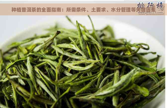 种植普洱茶的全面指南：所需条件、土要求、水分管理等关键因素