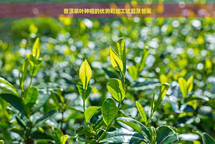 普洱茶叶种植的优势和加工试题及答案