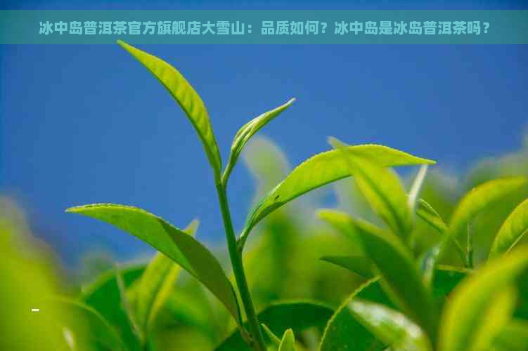 冰中岛普洱茶官方旗舰店大雪山：品质如何？冰中岛是冰岛普洱茶吗？