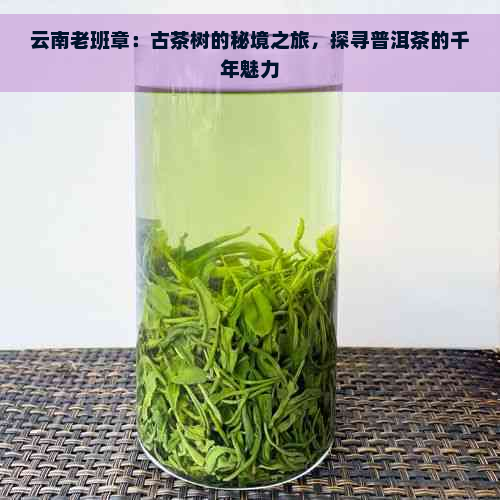 云南老班章：古茶树的秘境之旅，探寻普洱茶的千年魅力