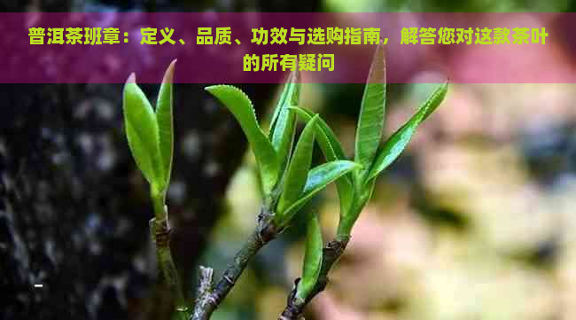 普洱茶班章：定义、品质、功效与选购指南，解答您对这款茶叶的所有疑问