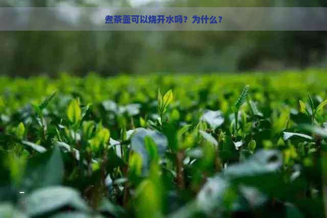 煮茶壶可以烧开水吗？为什么？