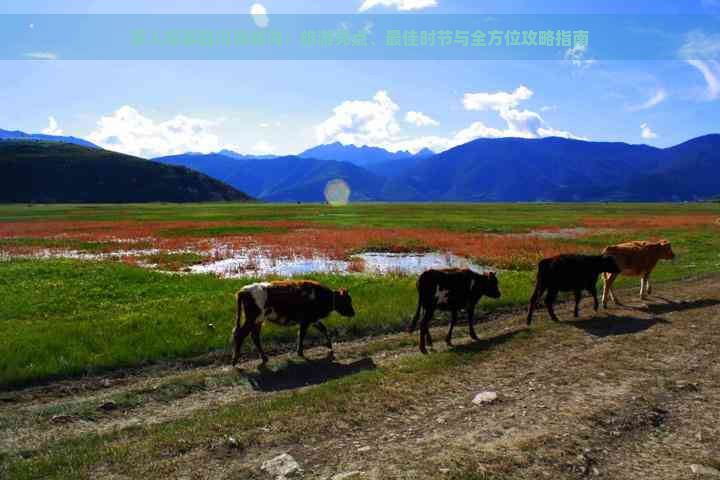 深入探索四川海螺沟：旅游亮点、更佳时节与全方位攻略指南