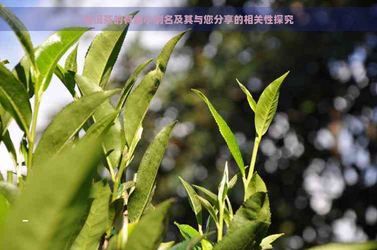 普洱茶的有趣小别名及其与您分享的相关性探究