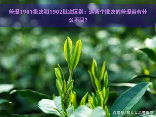 普洱1901批次和1902批次区别：这两个批次的普洱茶有什么不同？