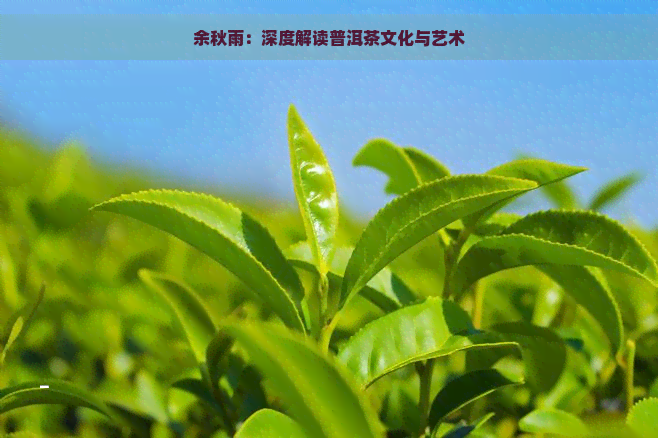 余秋雨：深度解读普洱茶文化与艺术