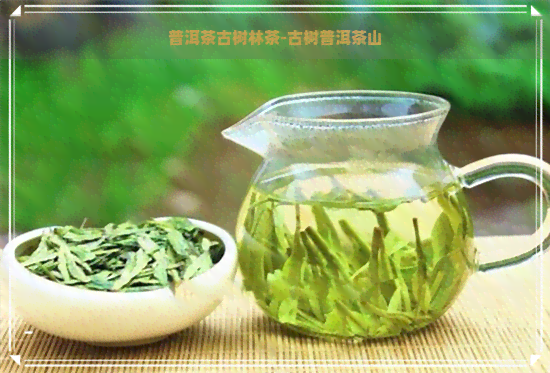 普洱茶古树林茶-古树普洱茶山