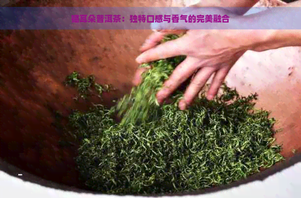 猫耳朵普洱茶：独特口感与香气的完美融合