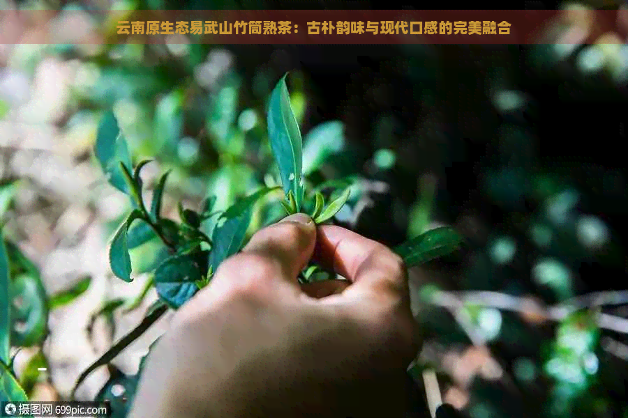 云南原生态易武山竹筒熟茶：古朴韵味与现代口感的完美融合