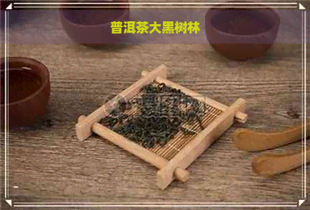 普洱茶大黑树林