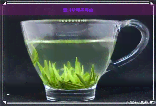 普洱茶与黑霉菌