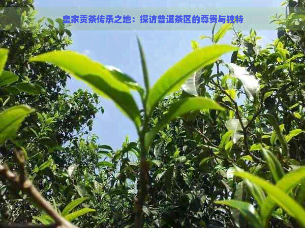 皇家贡茶传承之地：探访普洱茶区的尊贵与独特