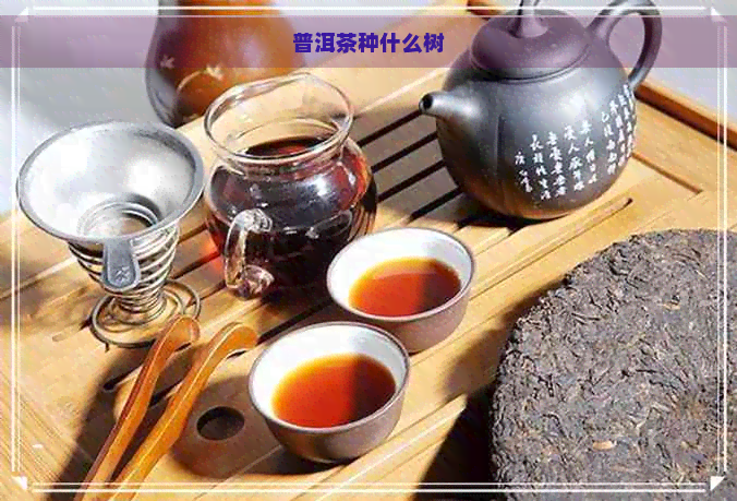 普洱茶种什么树