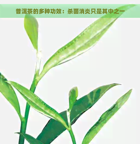 普洱茶的多种功效：杀菌消炎只是其中之一