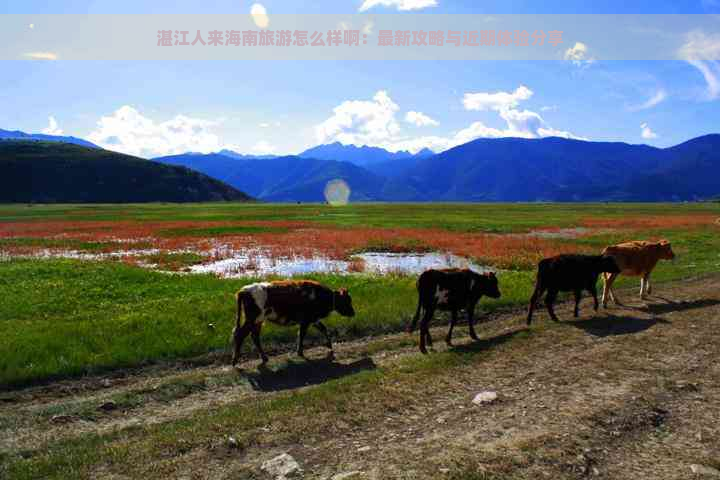 湛江人来海南旅游怎么样啊：最新攻略与近期体验分享