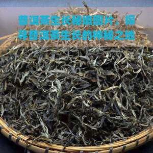 普洱茶生长秘境图片，探寻普洱茶生长的神秘之地：揭秘普洱茶生长秘境图片