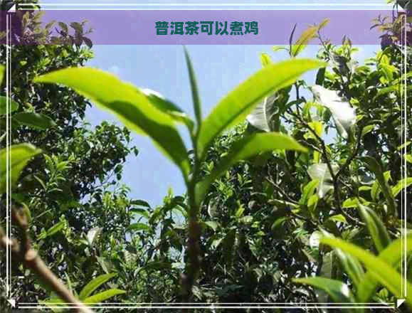 普洱茶可以煮鸡