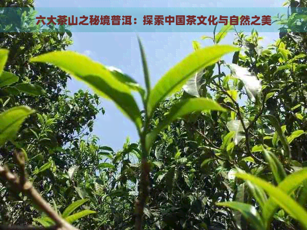 六大茶山之秘境普洱：探索中国茶文化与自然之美