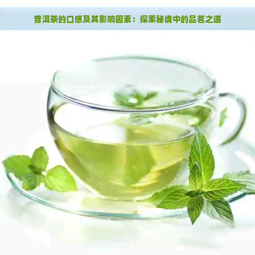 普洱茶的口感及其影响因素：探索秘境中的品茗之道