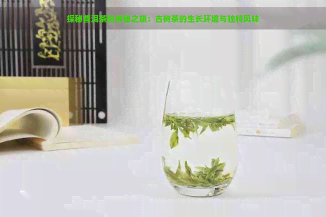 探秘普洱茶的神秘之旅：古树茶的生长环境与独特风味