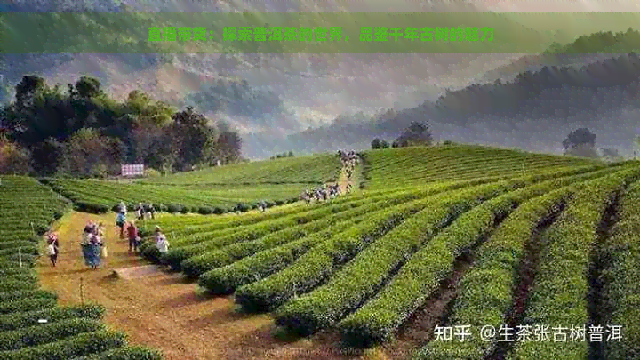 直播带货：探索普洱茶的世界，品鉴千年古树的魅力