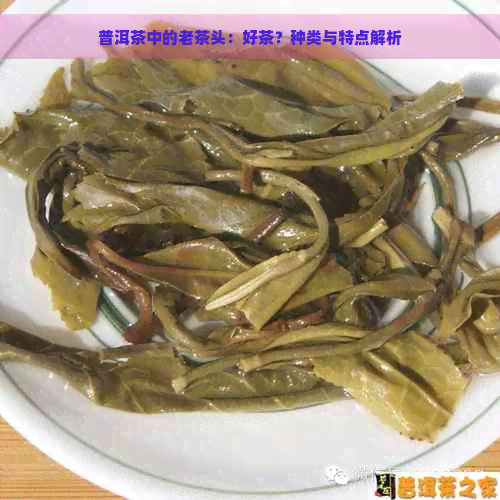 普洱茶中的老茶头：好茶？种类与特点解析