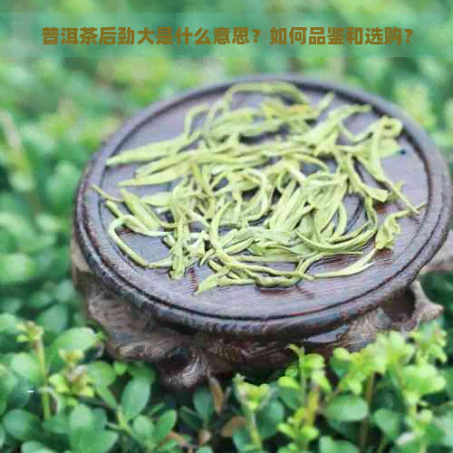 普洱茶后劲大是什么意思？如何品鉴和选购？