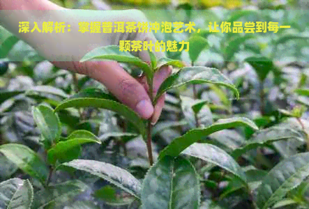 深入解析：掌握普洱茶饼冲泡艺术，让你品尝到每一颗茶叶的魅力