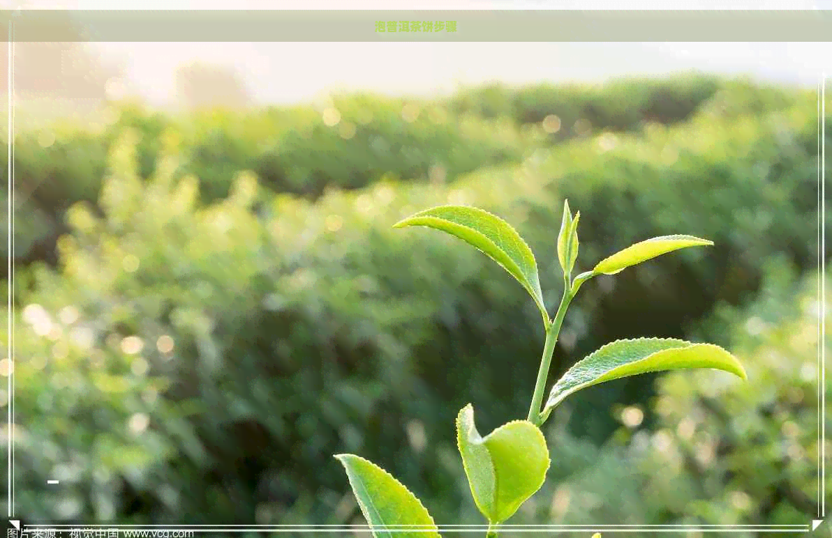 泡普洱茶饼步骤