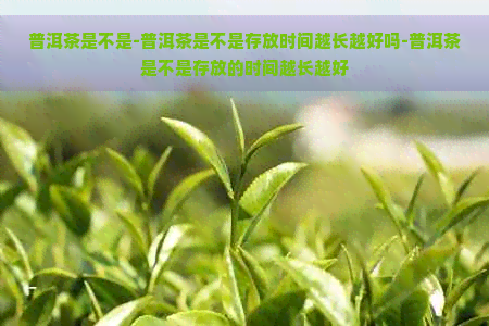 普洱茶是不是-普洱茶是不是存放时间越长越好吗-普洱茶是不是存放的时间越长越好