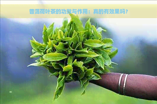 普洱荷叶茶的功效与作用：真的有效果吗？