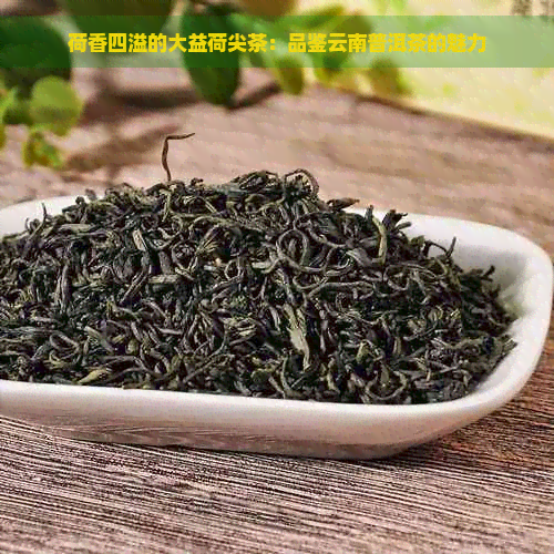 荷香四溢的大益荷尖茶：品鉴云南普洱茶的魅力