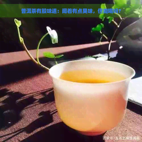 普洱茶有股味道：闻着有点臭味，但能喝吗？