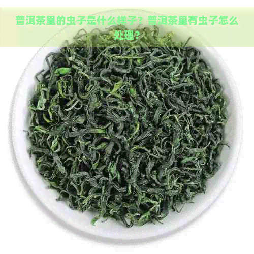 普洱茶里的虫子是什么样子？普洱茶里有虫子怎么处理？