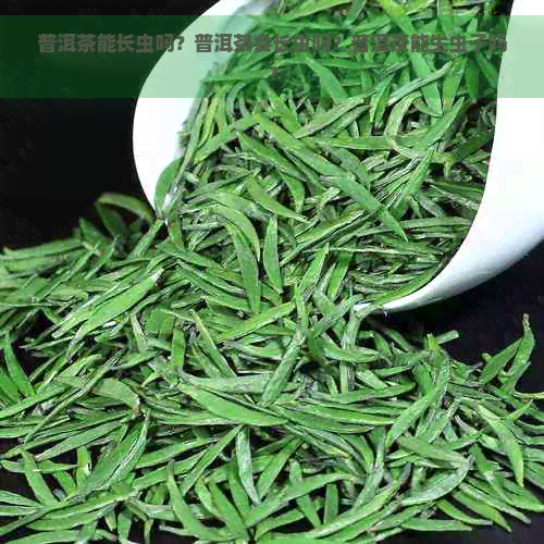 普洱茶能长虫吗？普洱茶会长虫吗？普洱茶能生虫子吗？