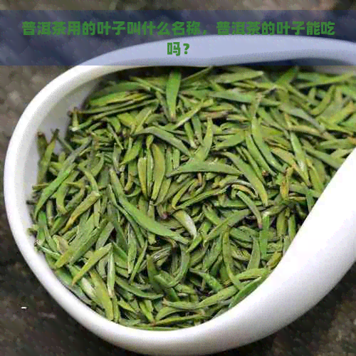 普洱茶用的叶子叫什么名称，普洱茶的叶子能吃吗？