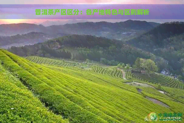 普洱茶产区区分：各产地特色与区别解析