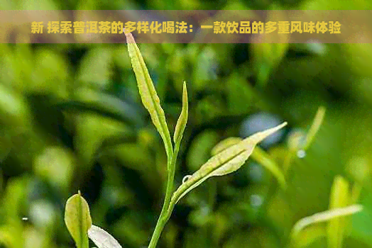 新 探索普洱茶的多样化喝法：一款饮品的多重风味体验