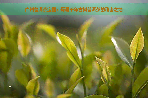 广州普洱茶宝园：探寻千年古树普洱茶的秘密之地