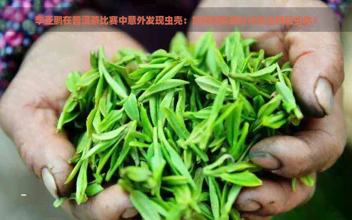 李亚鹏在普洱茶比赛中意外发现虫壳：如何辨别茶叶中的虫卵和虫体？