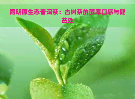 昆明原生态普洱茶：古树茶的醇厚口感与健益处