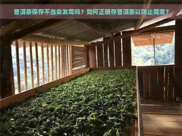 普洱茶保存不当会发霉吗？如何正确存普洱茶以防止霉变？