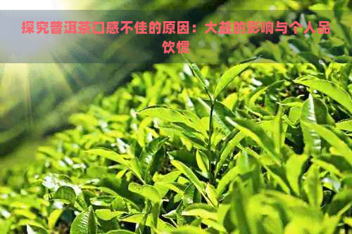 探究普洱茶口感不佳的原因：大益的影响与个人品饮惯