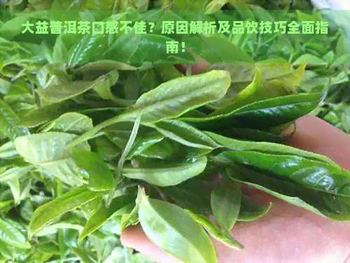 大益普洱茶口感不佳？原因解析及品饮技巧全面指南！