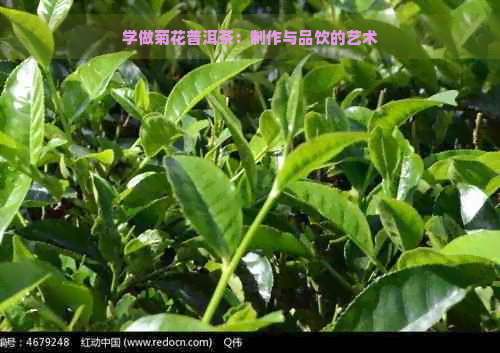 学做菊花普洱茶：制作与品饮的艺术