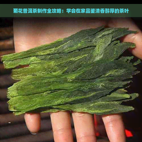 菊花普洱茶制作全攻略：学会在家品鉴清香醇厚的茶叶