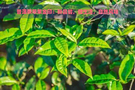 普洱茶苹果金印：新品尝，健生活，自然风味