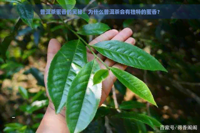 普洱茶蜜香的奥秘：为什么普洱茶会有独特的蜜香？